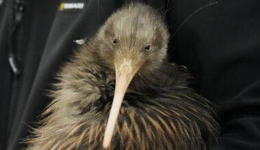In New Zealand’s Wellington, residents campaign to return kiwi birds after century-long absence