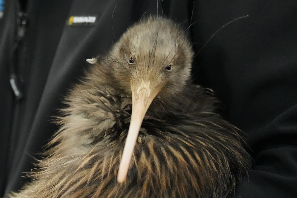 In New Zealand’s Wellington, residents campaign to return kiwi birds after century-long absence