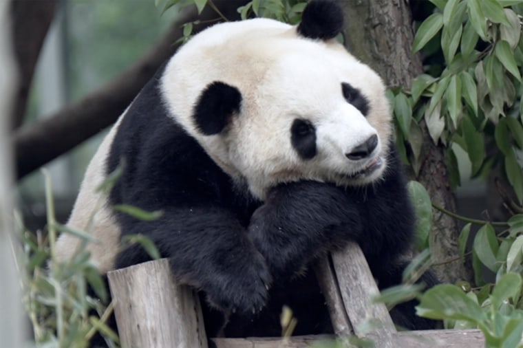 Fu Shuang in Chengdu, China, in early May.