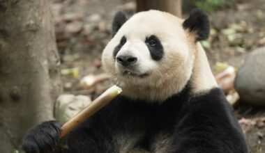 Pandas set for 8,000-mile blind date in Atlanta