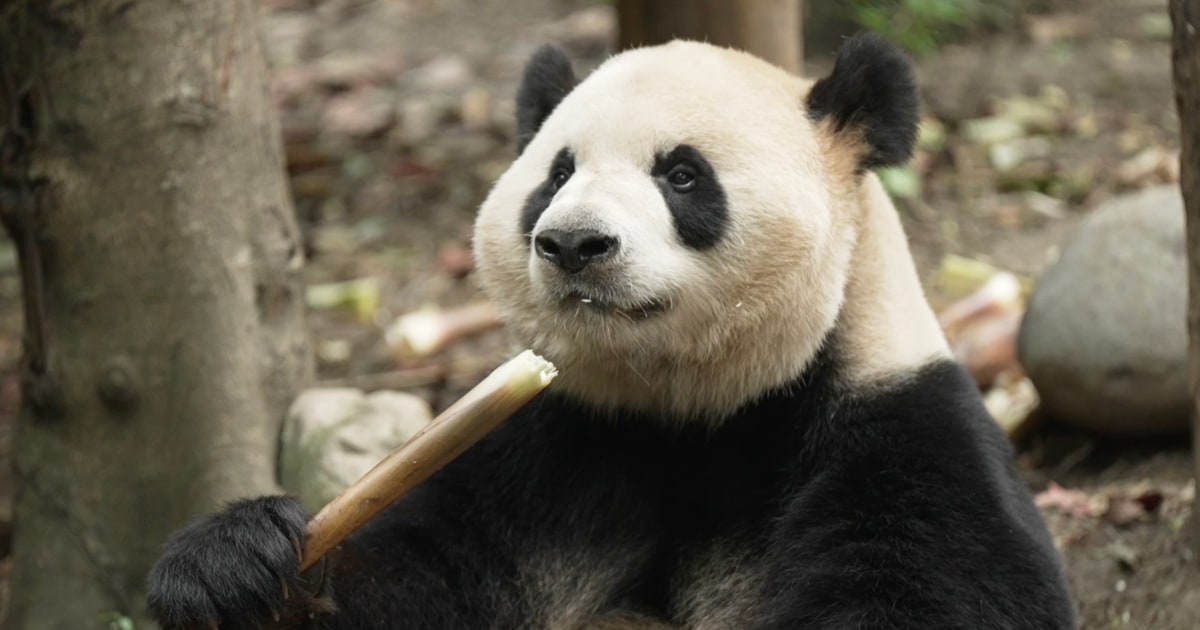 Pandas set for 8,000-mile blind date in Atlanta