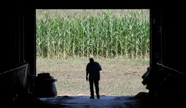 Here’s why food prices will be a major issue in November