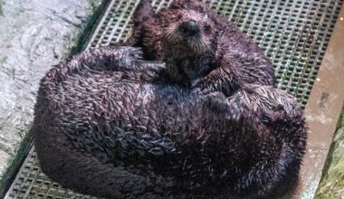 Orphaned sea otter forms mother-daughter bond in aquarium’s surrogacy program