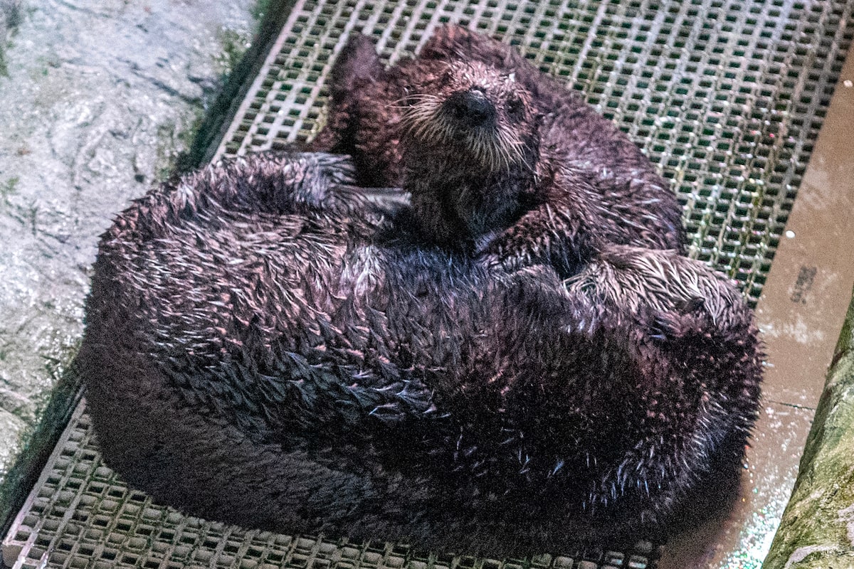 Orphaned sea otter forms mother-daughter bond in aquarium’s surrogacy program