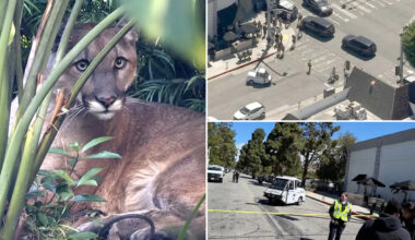 Santa Monica mountain lion tranquilized and removed from residential area