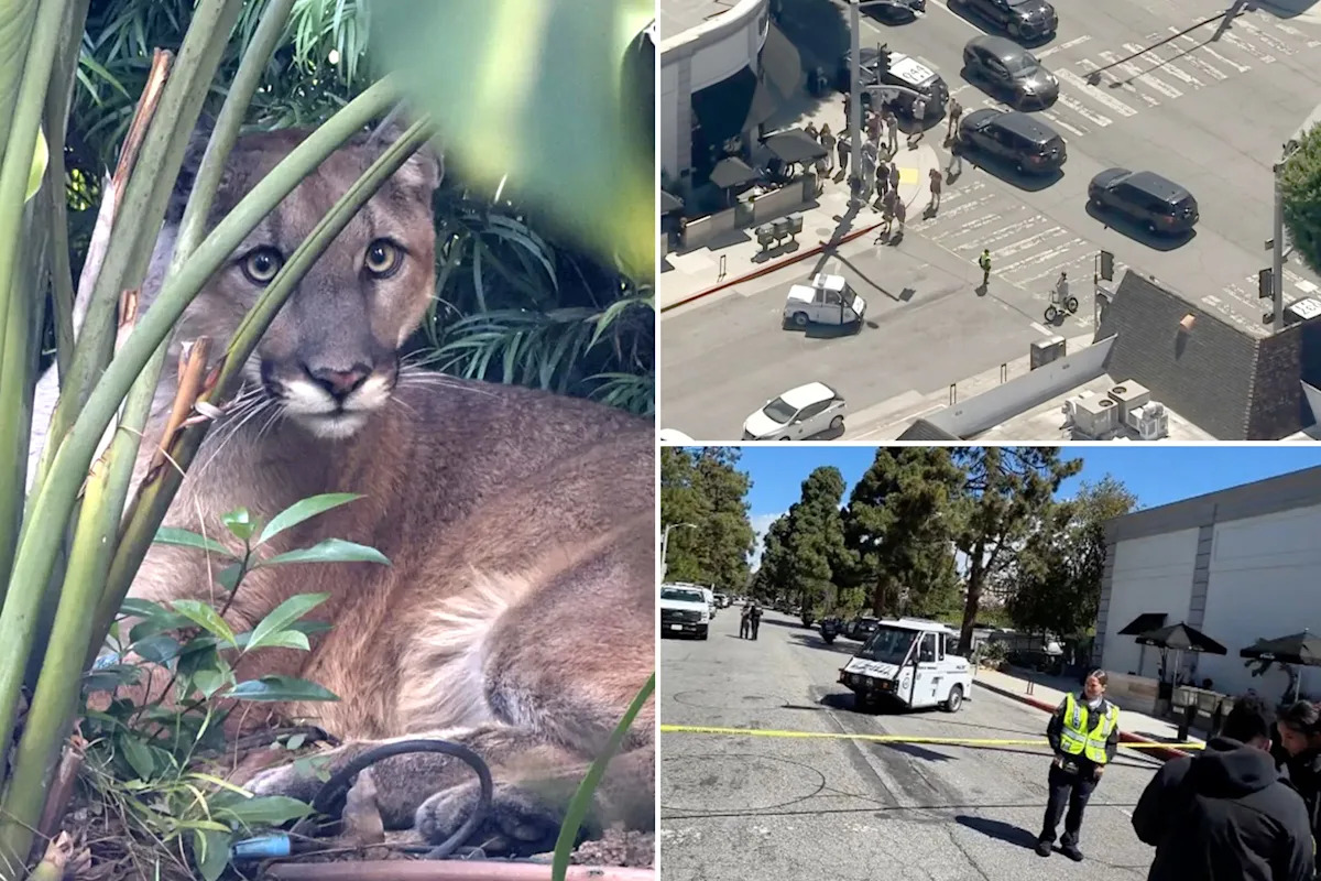 Santa Monica mountain lion tranquilized and removed from residential area