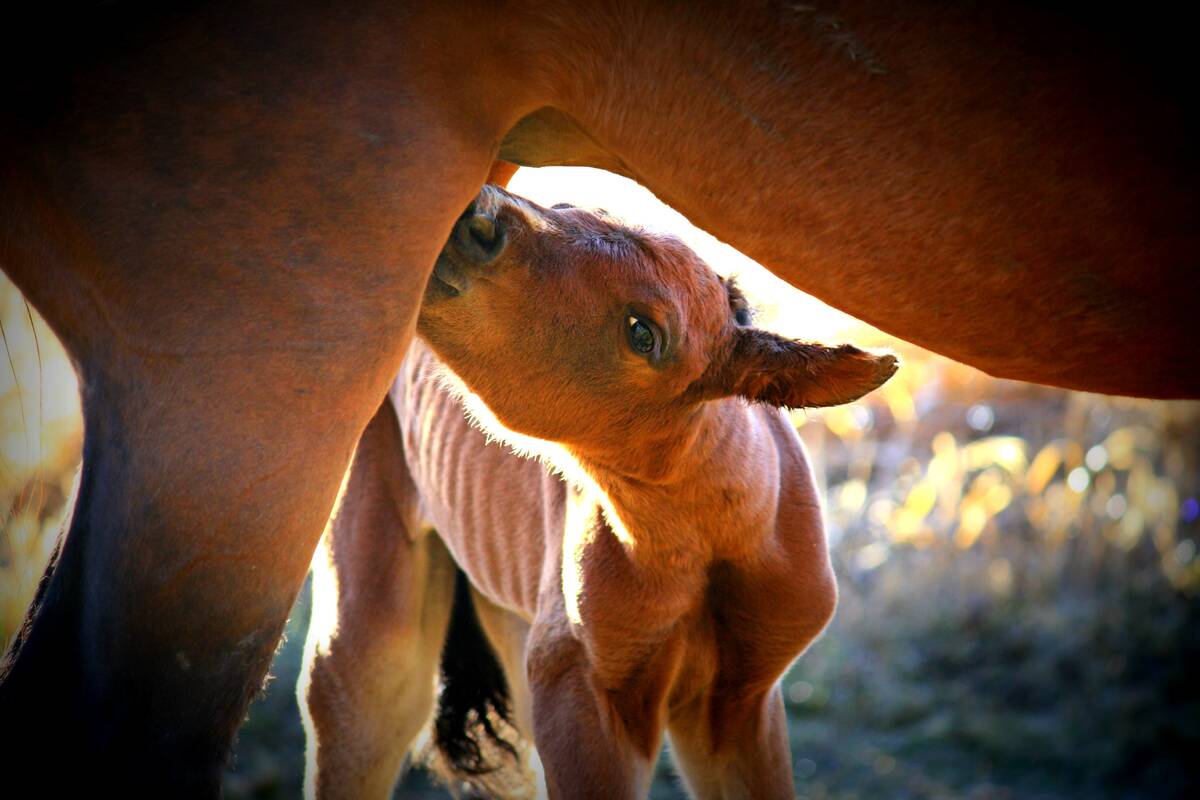 A foal suckles from a mare. Photo: Nancy Pratch