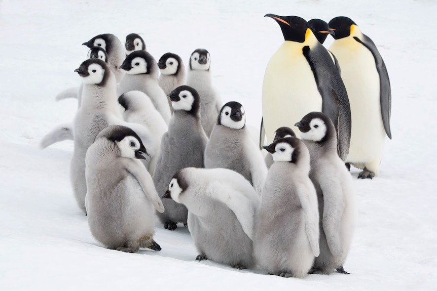 Several adult penguins and over a dozen chicks stand in a snowy landscape.