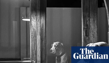 ‘It’s as if Arya, my great dane, is contemplating time and memory’: Johan Van Aarde’s best phone picture | Photography