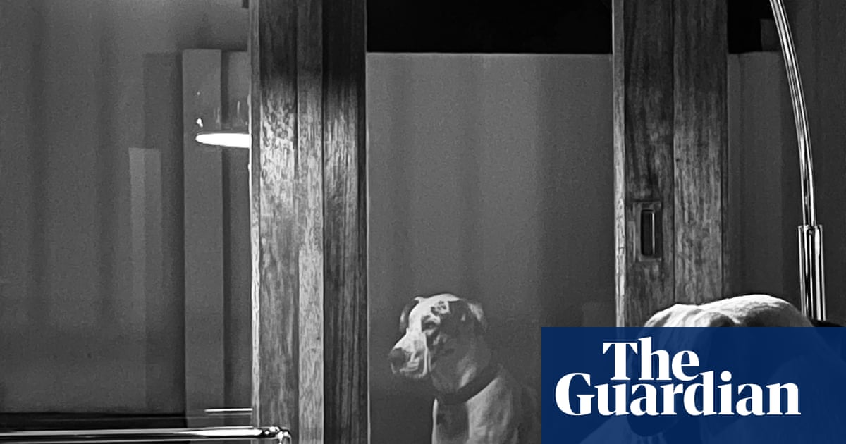 ‘It’s as if Arya, my great dane, is contemplating time and memory’: Johan Van Aarde’s best phone picture | Photography