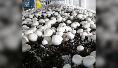 Canadian mushroom growers warn new U.S. tariffs could ‘flood’ domestic market - CTV News