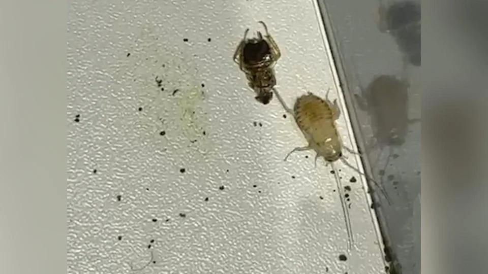 A close-up image shows two cockroach forms on a light, textured surface near a corner seam. One appears as a pale, soft-bodied cockroach with long antennae extended forward, while the other is a darker, hollow exoskeleton positioned above it, indicating a recently shed outer layer. Small dark specks and smudges are scattered across the surface, suggesting insect activity in the area.