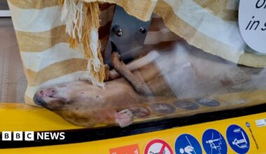 A female muntjac deer caught in an escalator. The animal is on its back and has a white and yellow striped towel or blanket over it.
