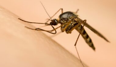 Winnipeg begins mosquito larviciding program
