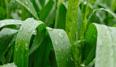 Ont. company's new fungicide tech promises more rainfastness