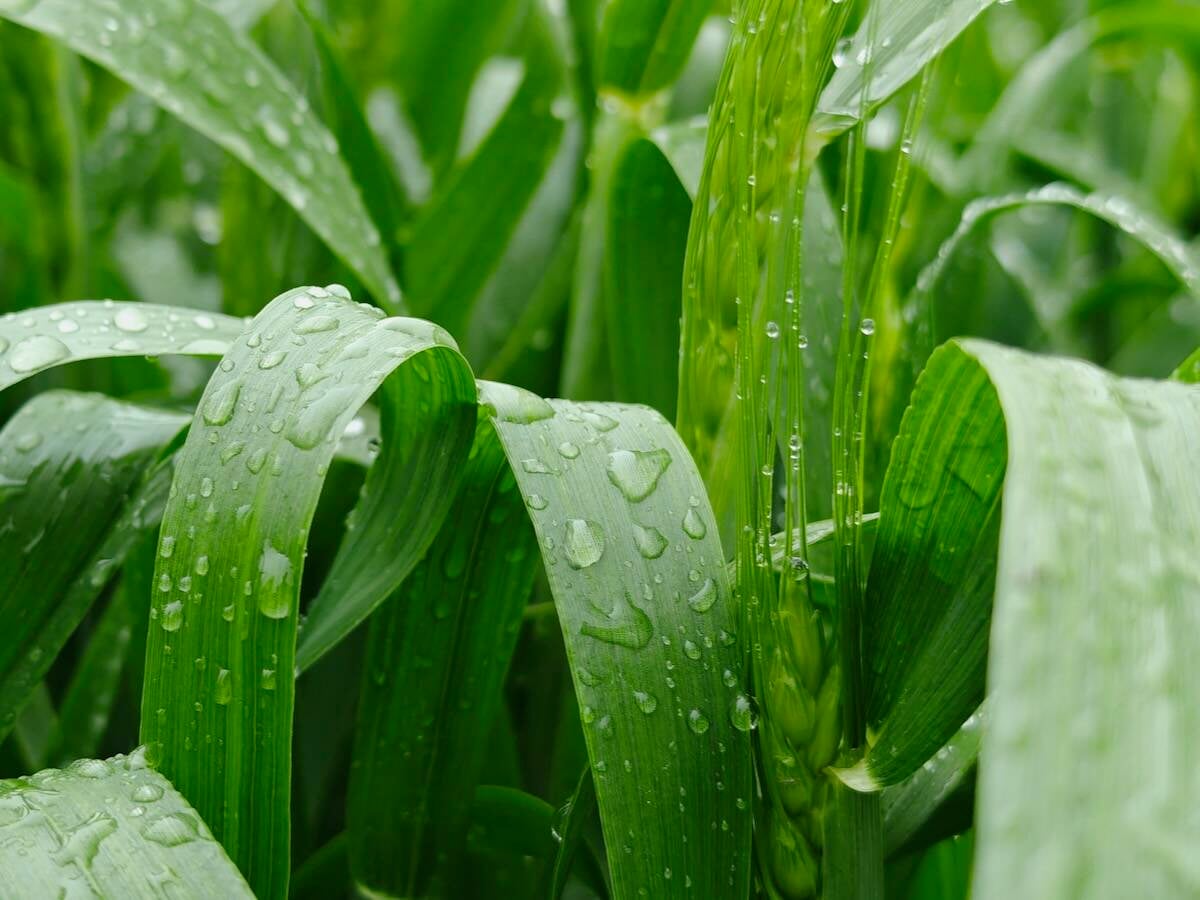 Ont. company's new fungicide tech promises more rainfastness