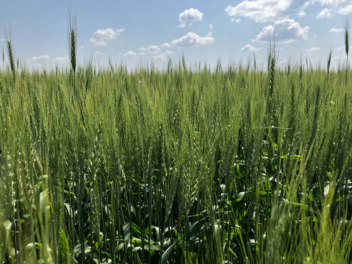 wheat crops in southern Saskatchewan in July 2025. Photo: File.