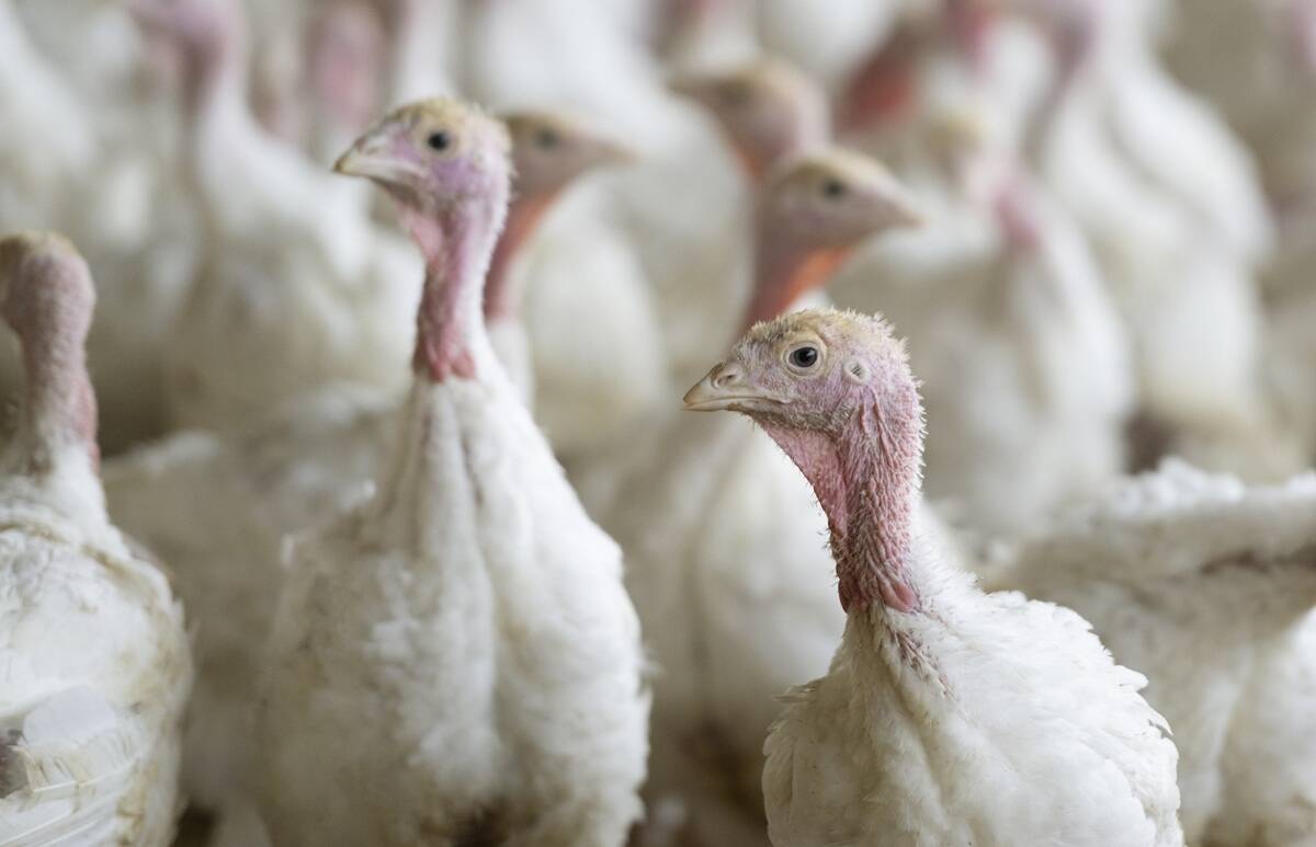 Turkeys in an indoor barn.