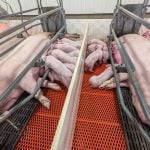 Pigs in a Manitoba pig barn.