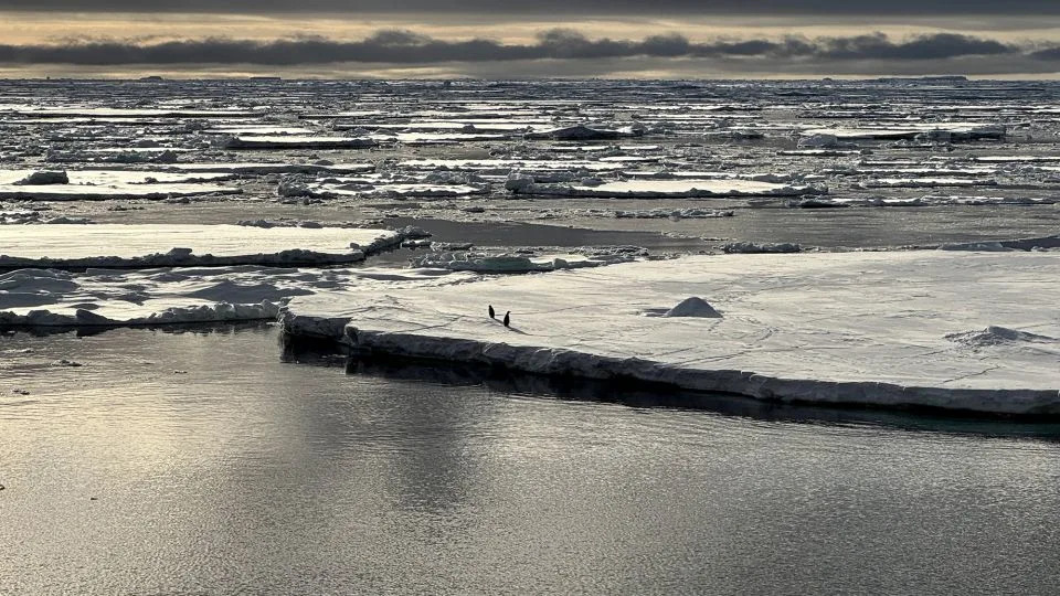 Two penguins on melting sea ice in the western continental shelf of Antarctica's Ross Sea. - University of Southampton