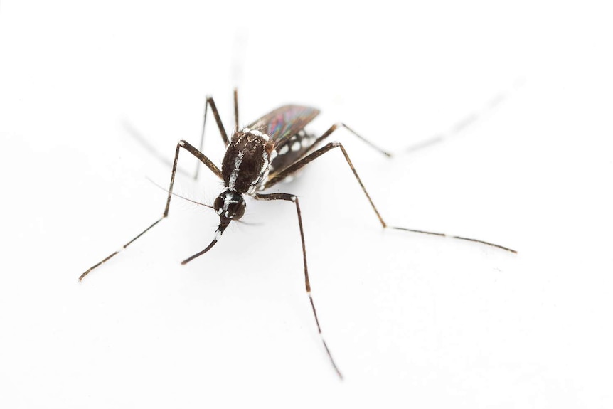 Aedes albopictus female mosquito, also known as the Asian tiger mosquito