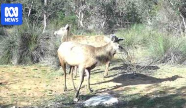 Elk sighting in SA's south-east raises questions about deer farm escapes