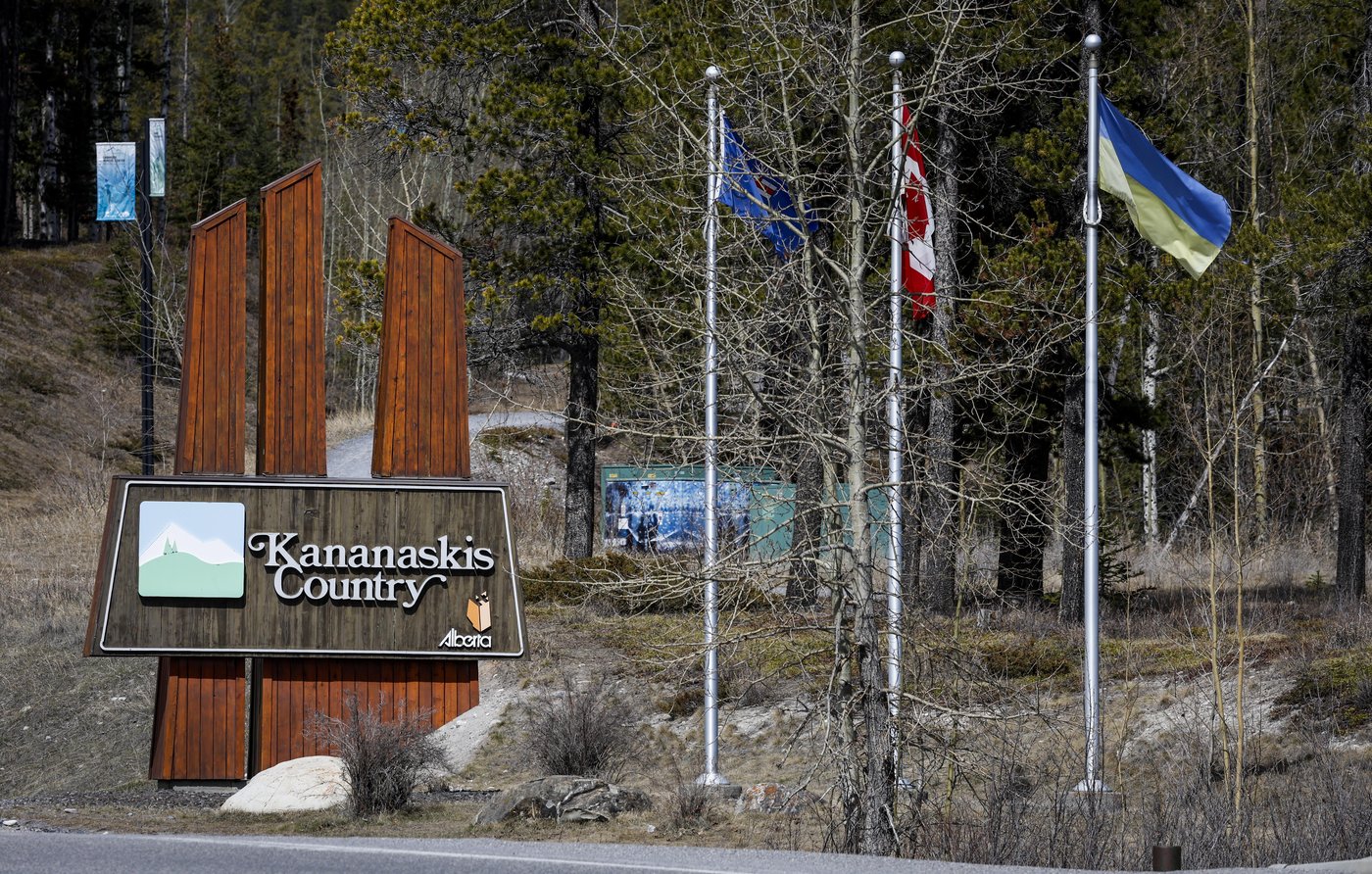 Black bear sedated after stand-off with elk in Canmore: RCMP