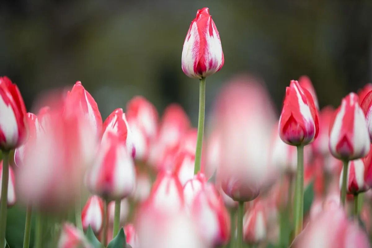 Tulip festival, scenic parkway closures back in Ottawa