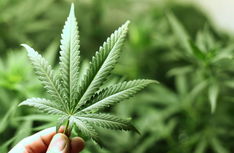 cannabis background macro close up