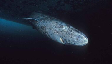 Greenland shark swimming in deep Arctic waters during a longevity and marine biology study