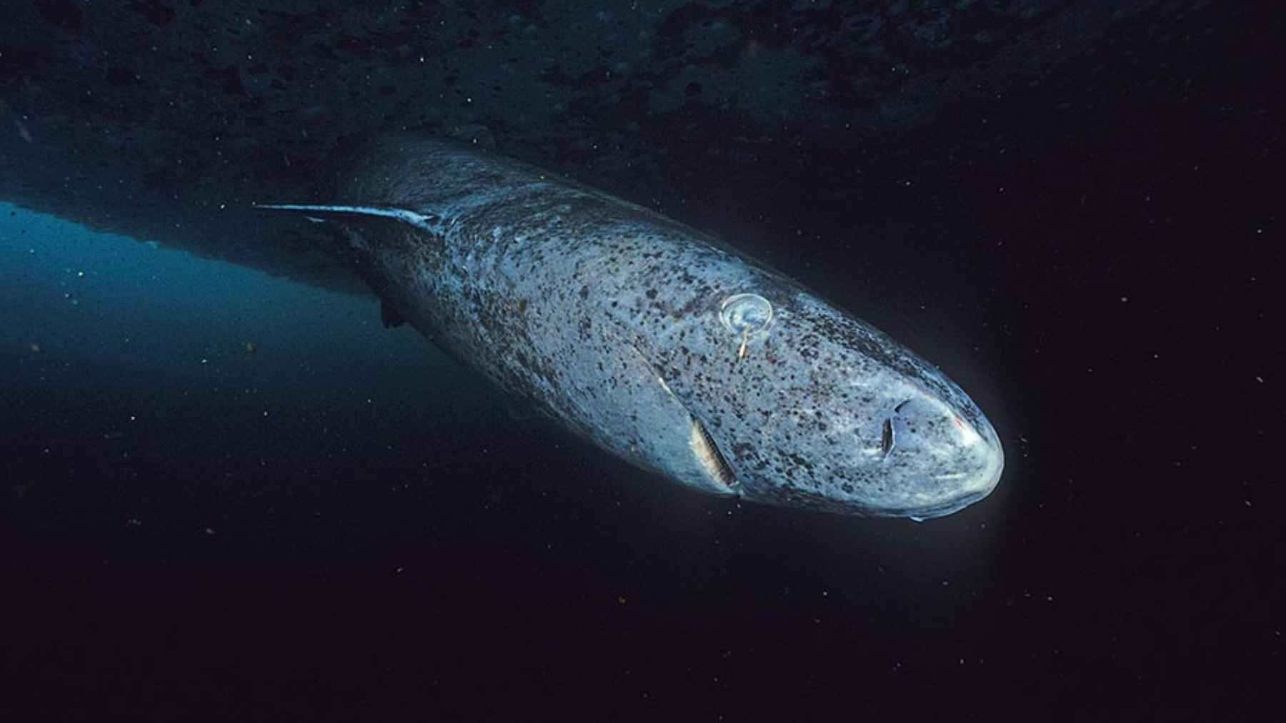 Greenland shark swimming in deep Arctic waters during a longevity and marine biology study