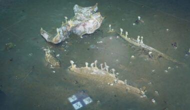 3D model of whale fall, 2023