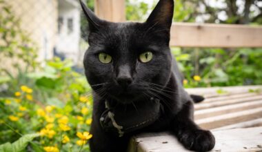 ‘Team Nigel’ rallies behind Vancouver cat after complaints about his habits