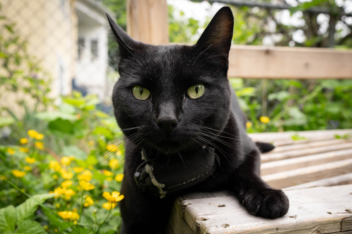 ‘Team Nigel’ rallies behind Vancouver cat after complaints about his habits