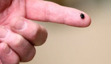 Tick season is here. How can you protect yourself?