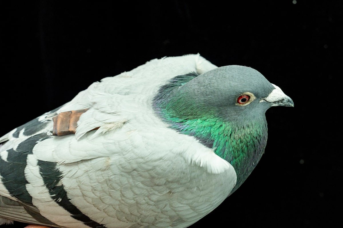Pigeons could have a ‘gut feeling’ in their liver to help them navigate, study suggests