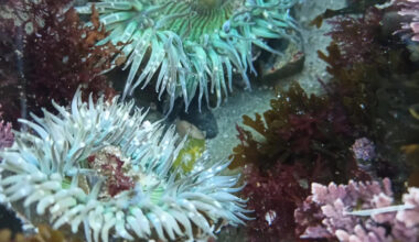 Brainless sea anemones found using an ancient body-building blueprint shared with humans
