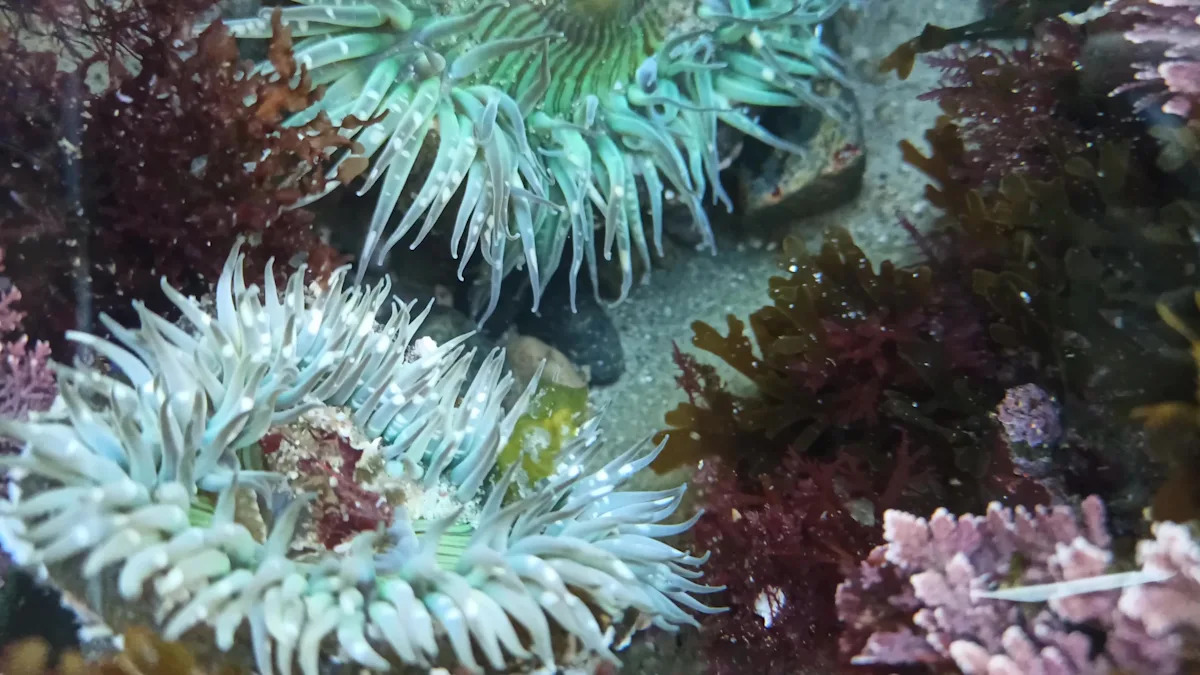 Brainless sea anemones found using an ancient body-building blueprint shared with humans