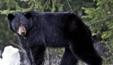 Black bears expected to be more active after long winter