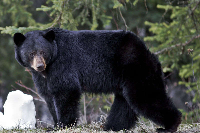 Black bears expected to be more active after long winter