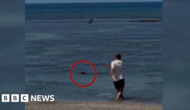 Video of man throwing rock at seal in Hawaii sparks anger