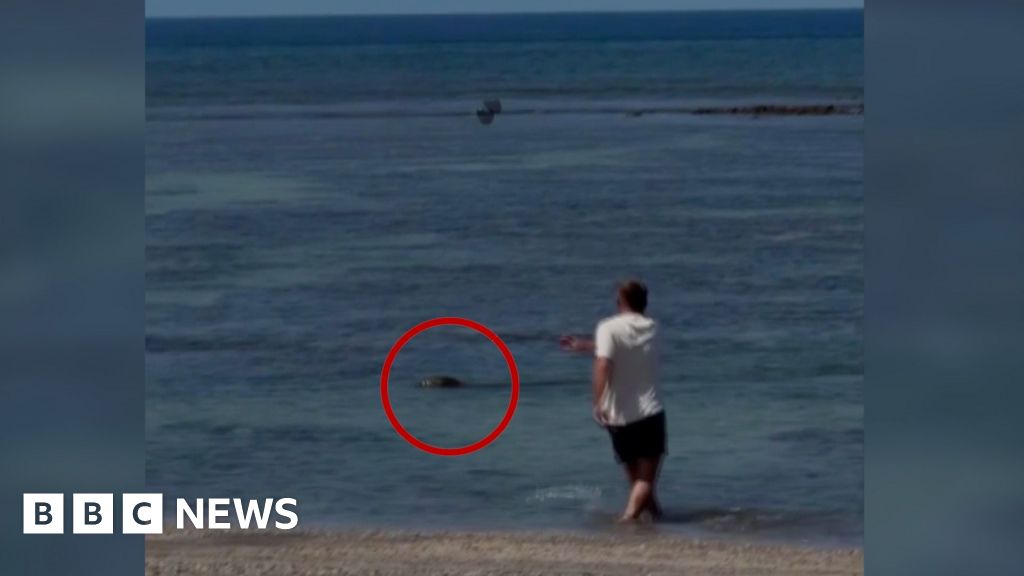 Video of man throwing rock at seal in Hawaii sparks anger