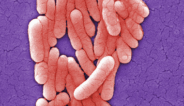 Salmonella alert for London: Cases of the food poisoning bacteria soar to a 'record high'