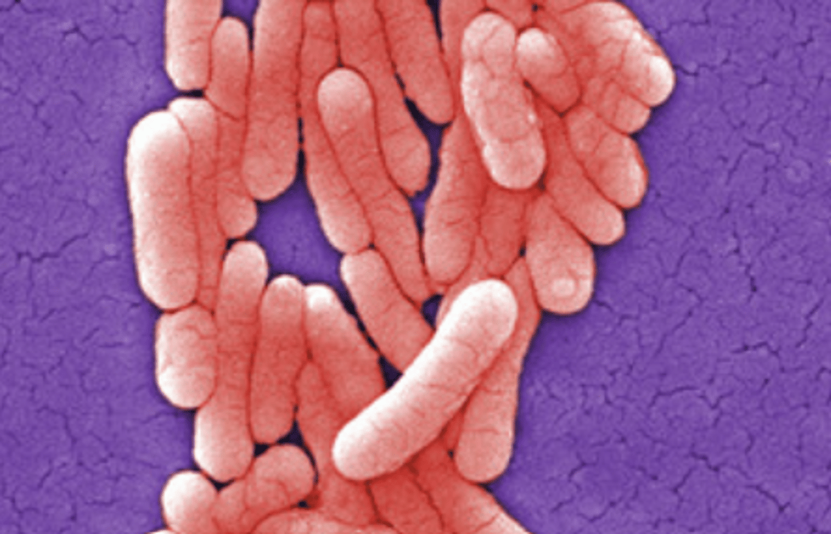 Salmonella alert for London: Cases of the food poisoning bacteria soar to a 'record high'