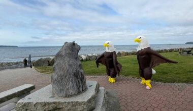 A pair of eagle friends were out and about on East Beach the morning of May 23, 2026 brought smiles to the faces of many waterfront visitors. (Lisa Blackham/Contributed to Peace Arch News)