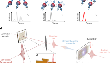 Field-resolved observation of exciton coherence in a van der Waals magnet