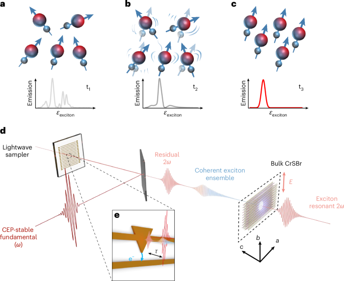 Field-resolved observation of exciton coherence in a van der Waals magnet