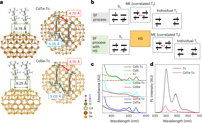 Molecular quantum-dot orbital hybridization supports efficient endothermic singlet exciton fission