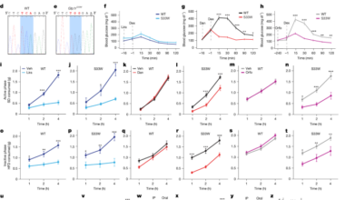A brain reward circuit inhibited by next-generation weight-loss drugs in mice