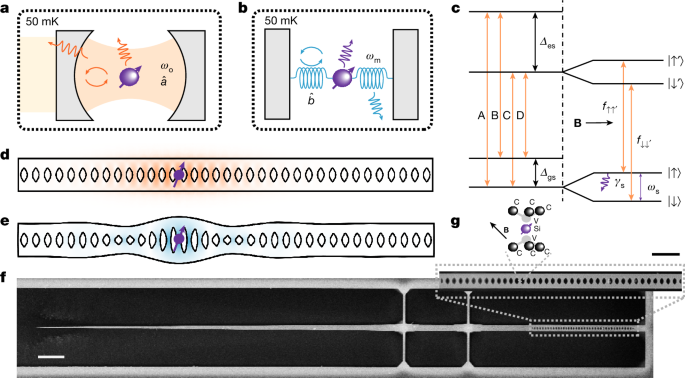 Purcell-enhanced spin–phonon coupling with a single colour centre